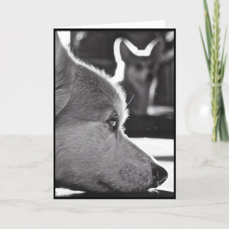 Tarjeta Corgi que le falta