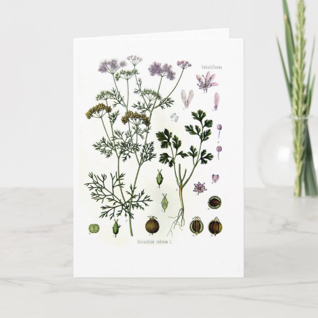 Tarjeta Coriander (Anverso)