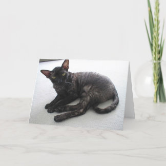 Tarjeta Cornish Rex
