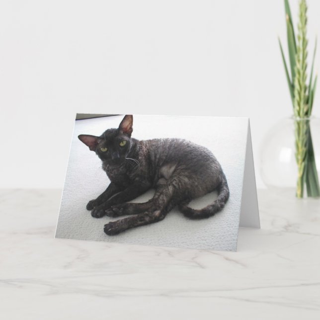 Tarjeta Cornish Rex (Anverso)