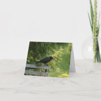 Corvus brachyrhynchos, American Crow