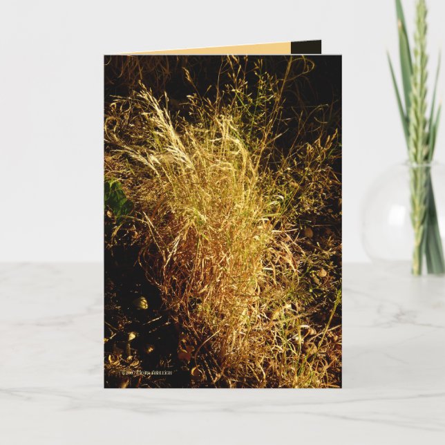 Tarjeta Cosecha de oro (Anverso)