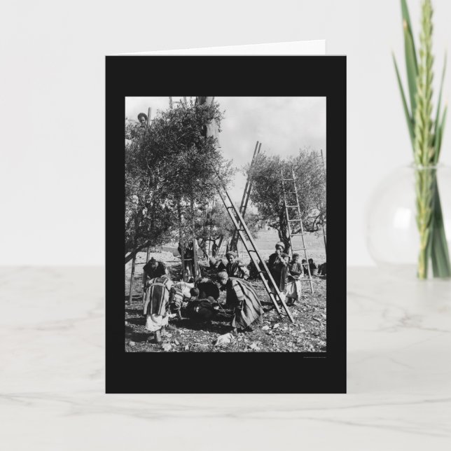 Tarjeta Cosecha verde oliva Palestina 1886 (Anverso)