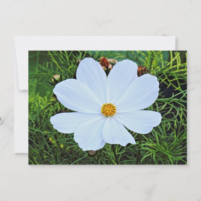 Tarjeta Cosmos blancos (Anverso)