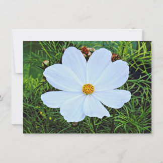 Tarjeta Cosmos blancos