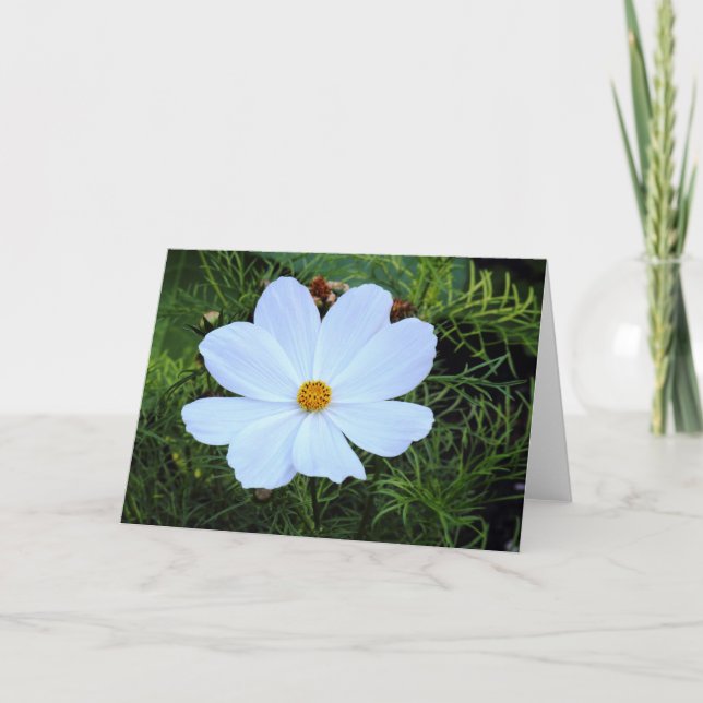 Tarjeta Cosmos blancos (Anverso)