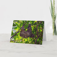 Costa Rica - Feliz Lazy Sloth, Antonio Manuel NP