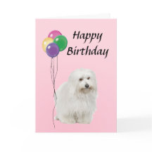 Coton De Tulear con globos Feliz cumpleaños