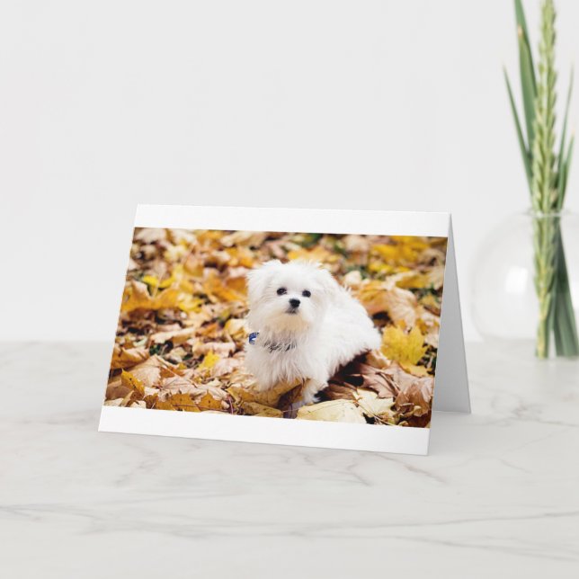 Tarjeta Coton de Tulear dice que el cumpleaños número 60 e (Anverso)