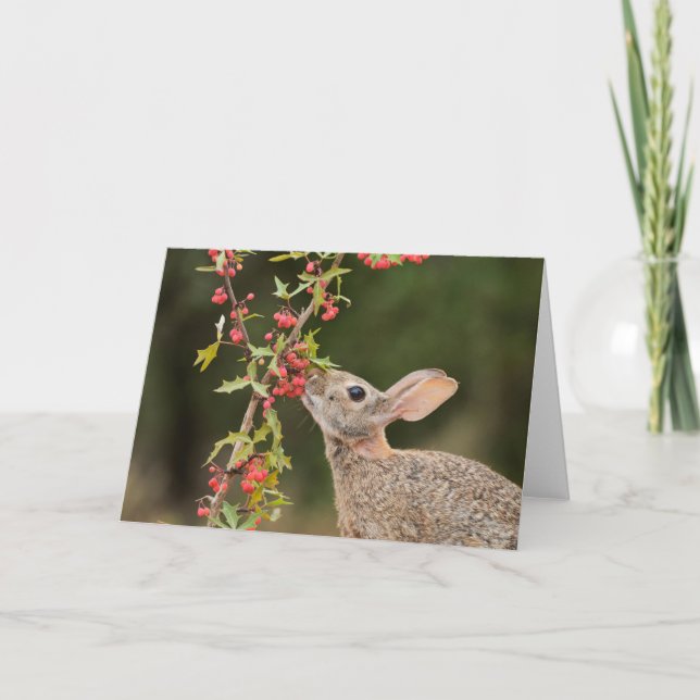 Tarjeta Cottontail oriental | Texas del Sur (Anverso)