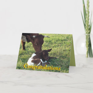 Tarjeta Cow&calf-personalizar de Pinzgauer cualquier