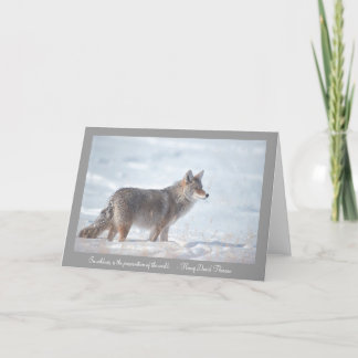 Tarjeta Coyote en nieve
