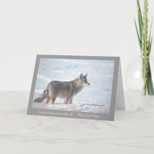 Tarjeta Coyote en nieve (Anverso)