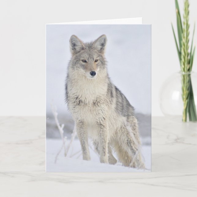 Tarjeta Coyote - Fotografía de vida silvestre por Steven H (Anverso)