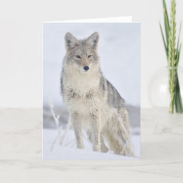 Tarjeta Coyote - Fotografía de vida silvestre por Steven H