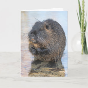 Tarjeta Coypu Sentado En El Agua