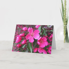 Tarjeta Crabapple de floración rosa