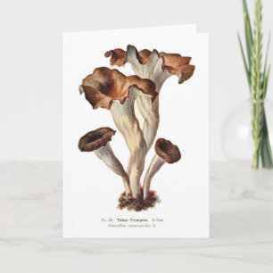 Tarjeta Craterellus cornucopioides