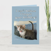 Crazy Kitten Belthday