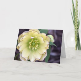 Tarjeta Cream Hellebore (Helleborus) Foto