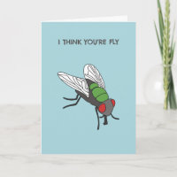 Creo que eres una mosca divertida insecto