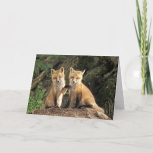 Tarjeta Cría de zorro rojo frente a la guarida Vulpes vulp