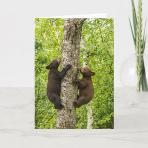 Tarjeta Crías de oso negro subiendo a un árbol