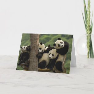Tarjeta Crías de panda gigante (Ailuropoda melanoleuca) 4