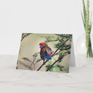 Tarjeta Crimson Rosella Parrot,