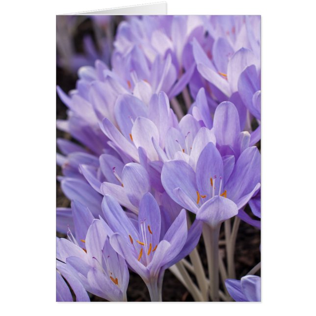 Tarjeta Crocus (Frente)