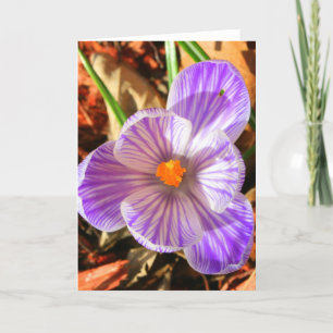 Tarjeta Crocus