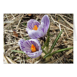 Tarjeta crocus
