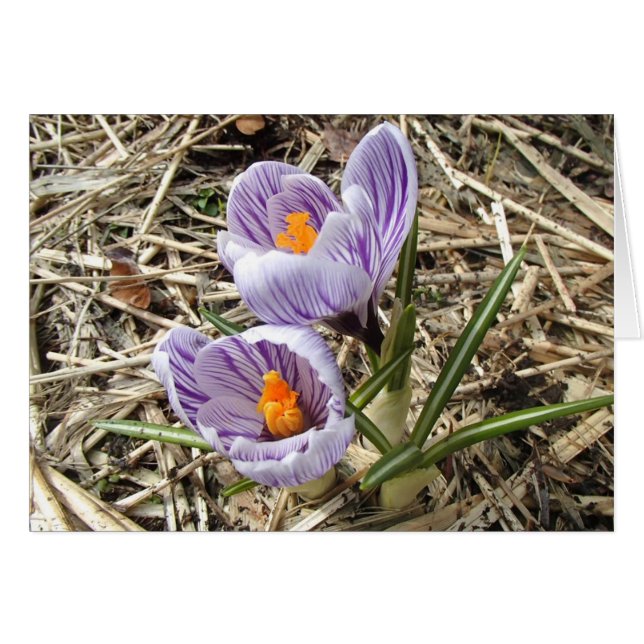 Tarjeta crocus (Anverso (Horizontal))