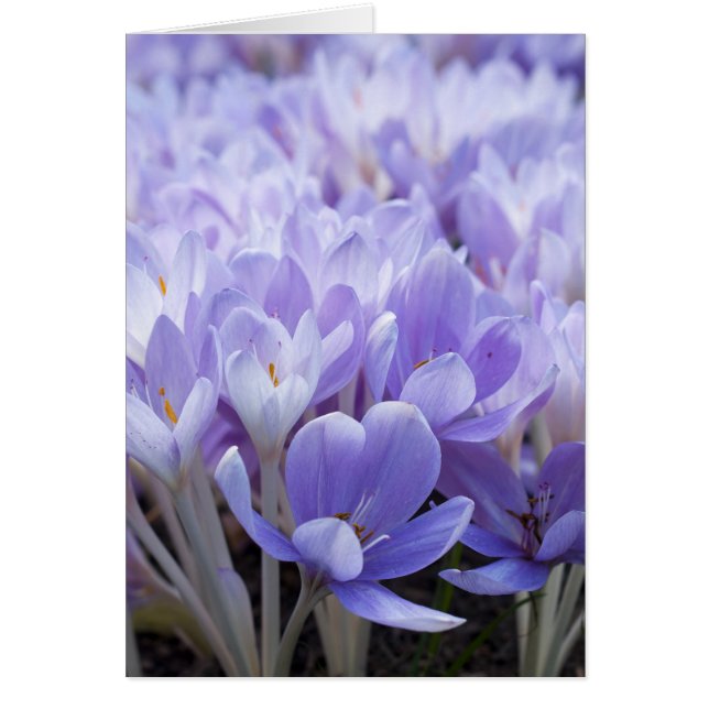 Tarjeta Crocus (Frente)