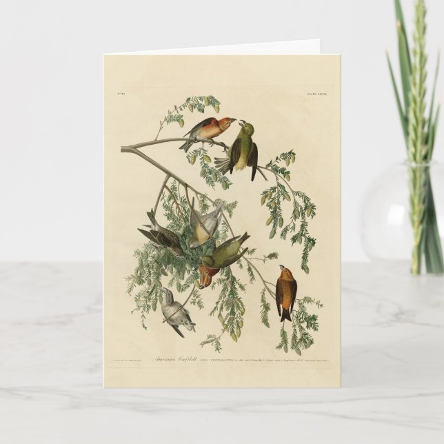 Tarjeta Crossbill of America de los pájaros de Audubon (Anverso)