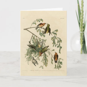 Tarjeta Crossbill of America de los pájaros de Audubon