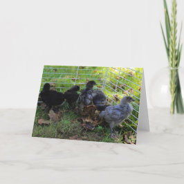 Tarjeta Cuál está para arriba - extremo del pollo