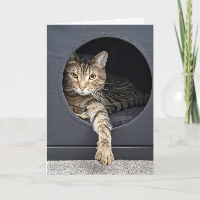 Tarjeta Cubierta de gato en caja (Anverso)