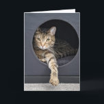 Tarjeta Cubierta de gato en caja<br><div class="desc">Gris tabby cat en cubicle box por cumpleaños.</div>