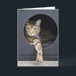 Tarjeta Cubierta de gato en caja<br><div class="desc">Gris tabby cat en cubicle box por cumpleaños.</div>