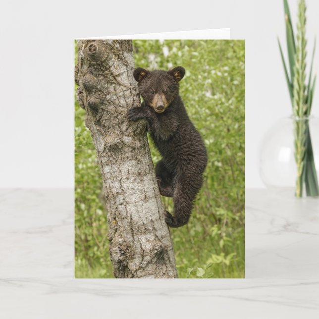 Tarjeta Cubo de oso negro en el árbol (Anverso)