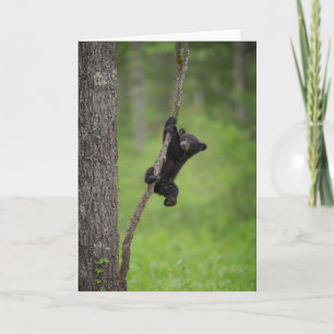 Tarjeta Cubo de oso negro jugando en la extremidad del árb