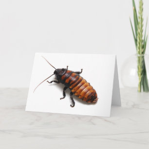Tarjeta Cucaracha