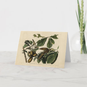 Tarjeta Cucú de caramelo amarillo - Aves de América de Aud