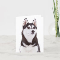 Cuerdo Perro Perro Perro Perro Siberian Husky Hola
