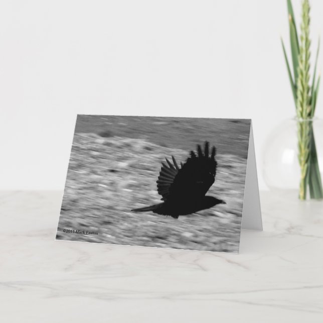 Tarjeta Cuervo de la bahía de Kachemak (Anverso)