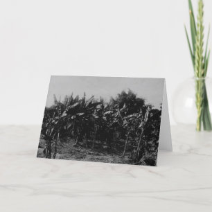 Tarjeta Cultivo del plátano, Trinidad, c.1891