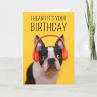 Cumpleaños | Boston Terrier