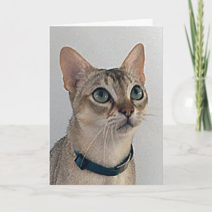 Tarjeta Cumpleaños con disculpas sarcásticas del gato