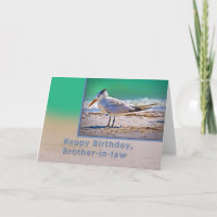 Cumpleaños, cuñado, Royal Tern Bird